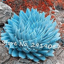 アガベ Blue cactus アガベ Blue cactus 7-9cm Agave titanota 'Blue' Cactus